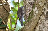 White-throated Treecreeper